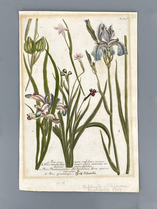 Mezzotinto Blatt von Johann Wilhelm Weinmann aus der "Phytanthoza Iconographia", 1735/45