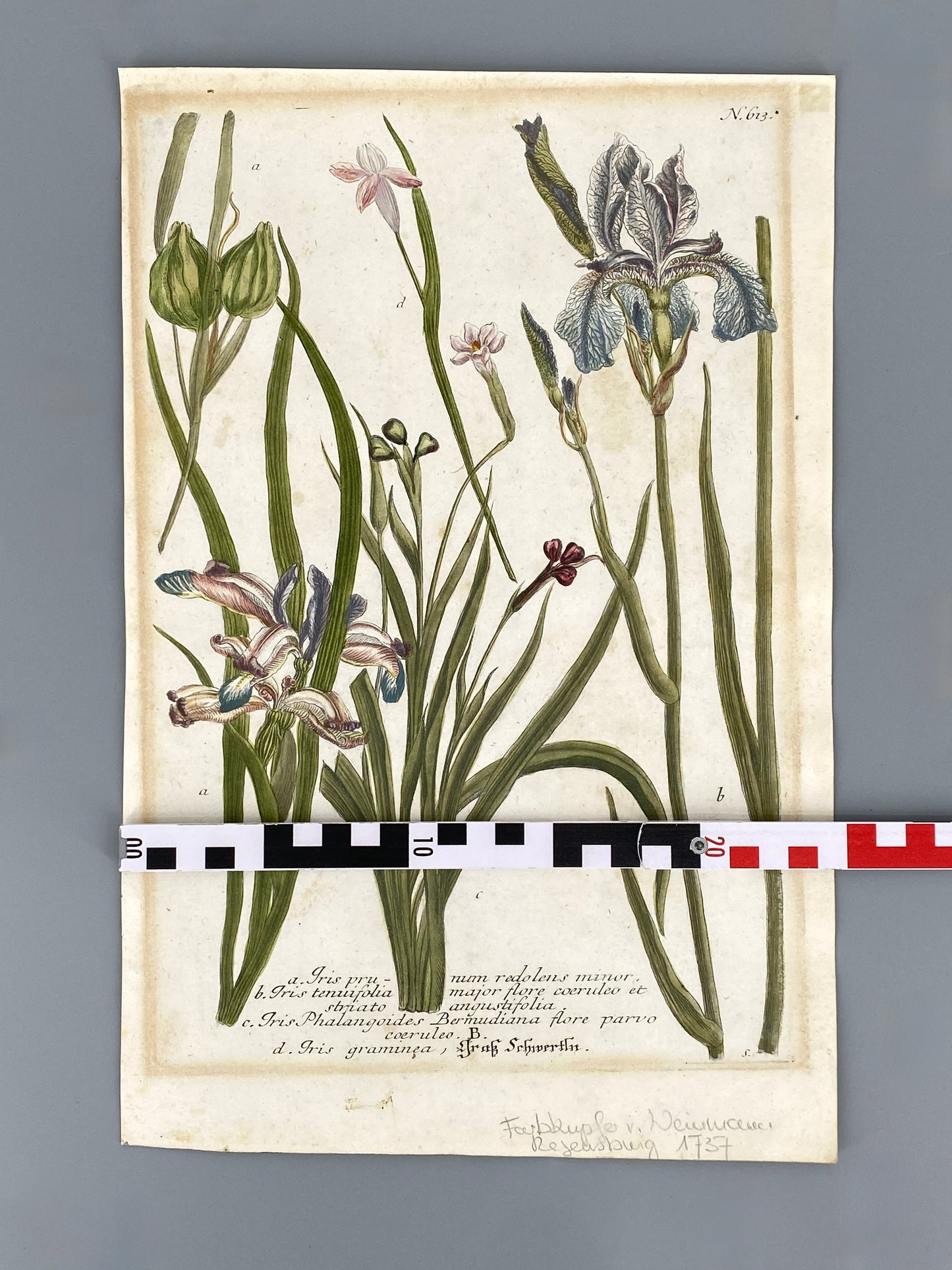 Mezzotinto Blatt von Johann Wilhelm Weinmann aus der "Phytanthoza Iconographia", 1735/45