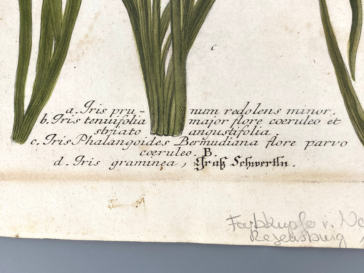 Mezzotinto Blatt von Johann Wilhelm Weinmann aus der "Phytanthoza Iconographia", 1735/45