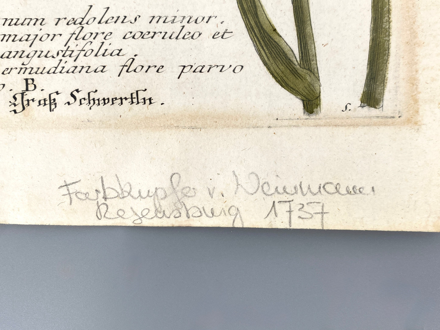 Mezzotinto Blatt von Johann Wilhelm Weinmann aus der "Phytanthoza Iconographia", 1735/45