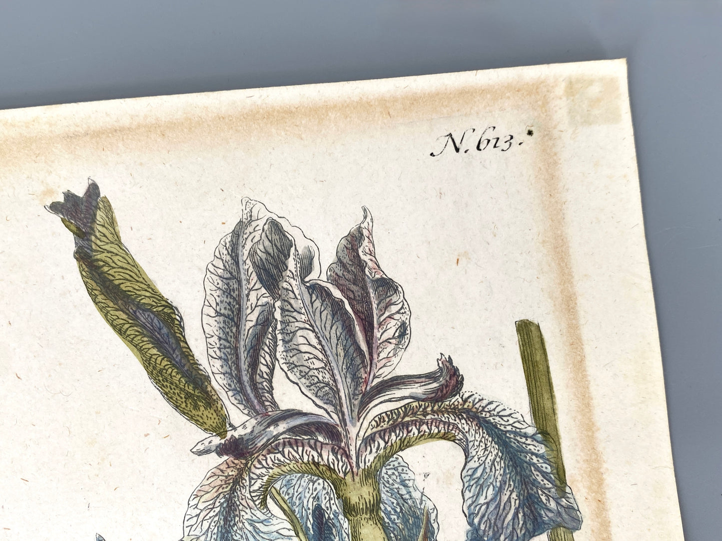 Mezzotinto Blatt von Johann Wilhelm Weinmann aus der "Phytanthoza Iconographia", 1735/45