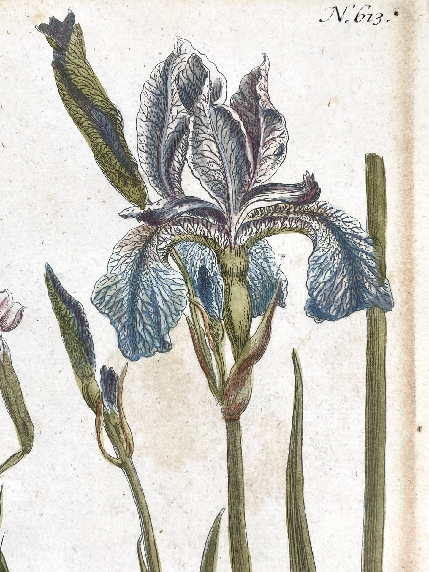 Mezzotinto Blatt von Johann Wilhelm Weinmann aus der "Phytanthoza Iconographia", 1735/45