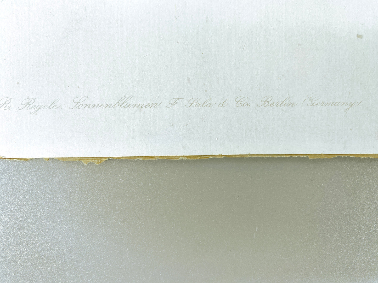 Rolf Regele - Sonnenblumen. Offset-Druck