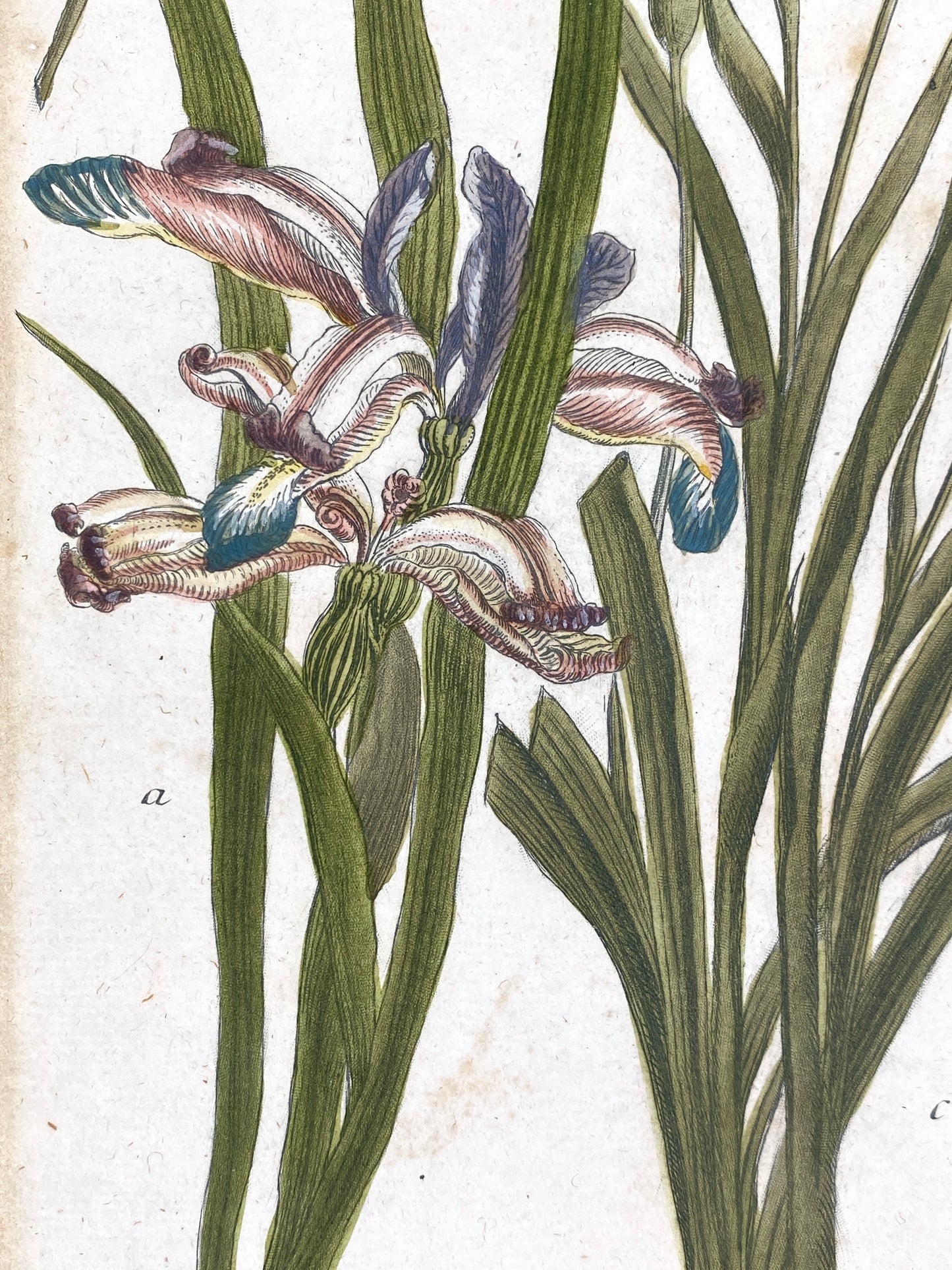 Mezzotinto Blatt von Johann Wilhelm Weinmann aus der "Phytanthoza Iconographia", 1735/45