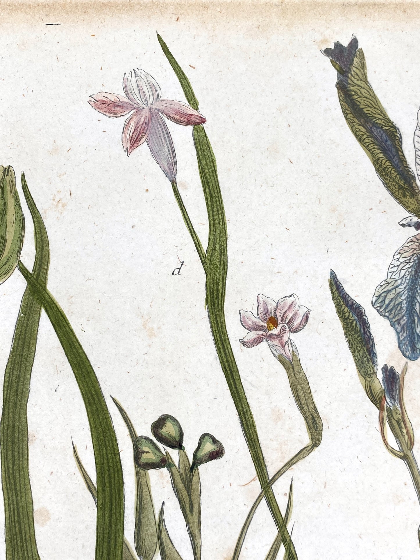 Mezzotinto Blatt von Johann Wilhelm Weinmann aus der "Phytanthoza Iconographia", 1735/45