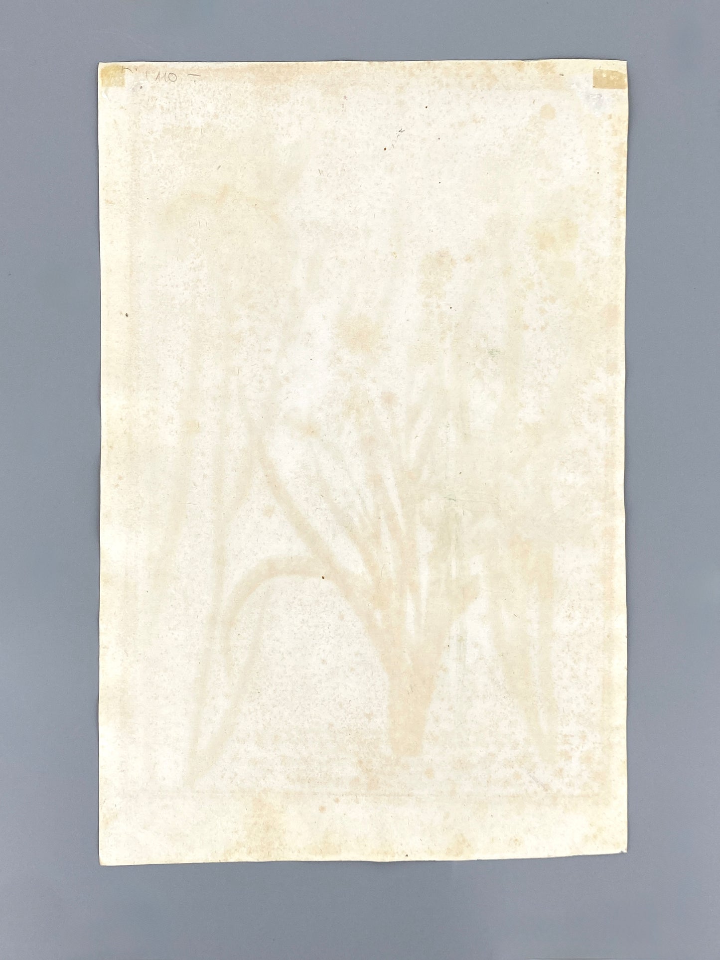 Mezzotinto Blatt von Johann Wilhelm Weinmann aus der "Phytanthoza Iconographia", 1735/45