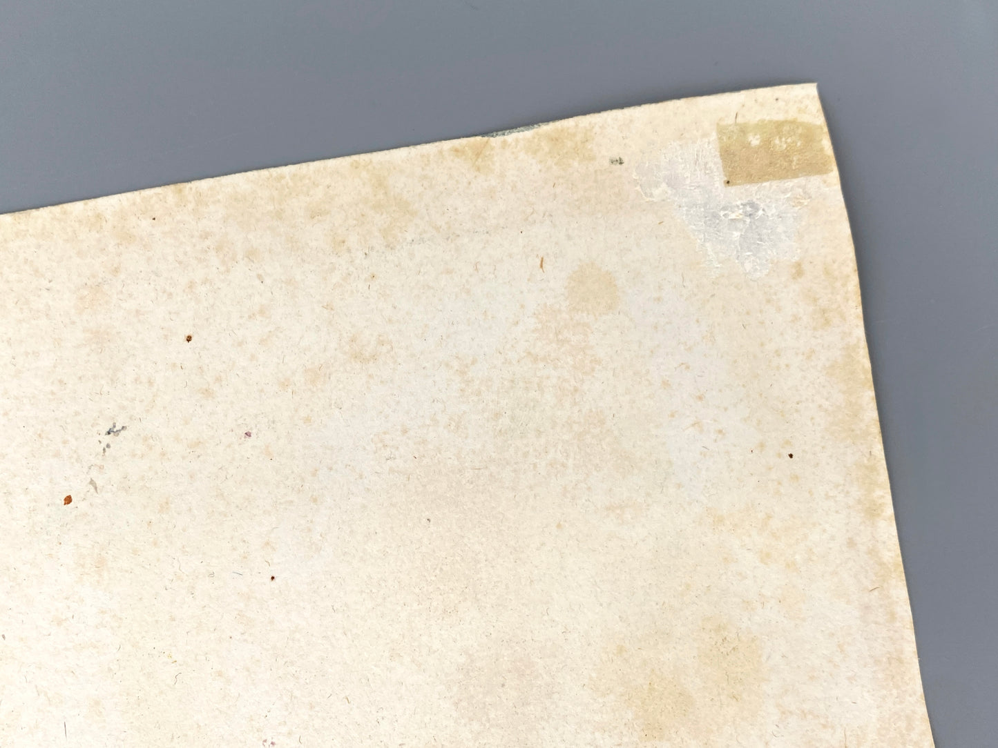 Mezzotinto Blatt von Johann Wilhelm Weinmann aus der "Phytanthoza Iconographia", 1735/45