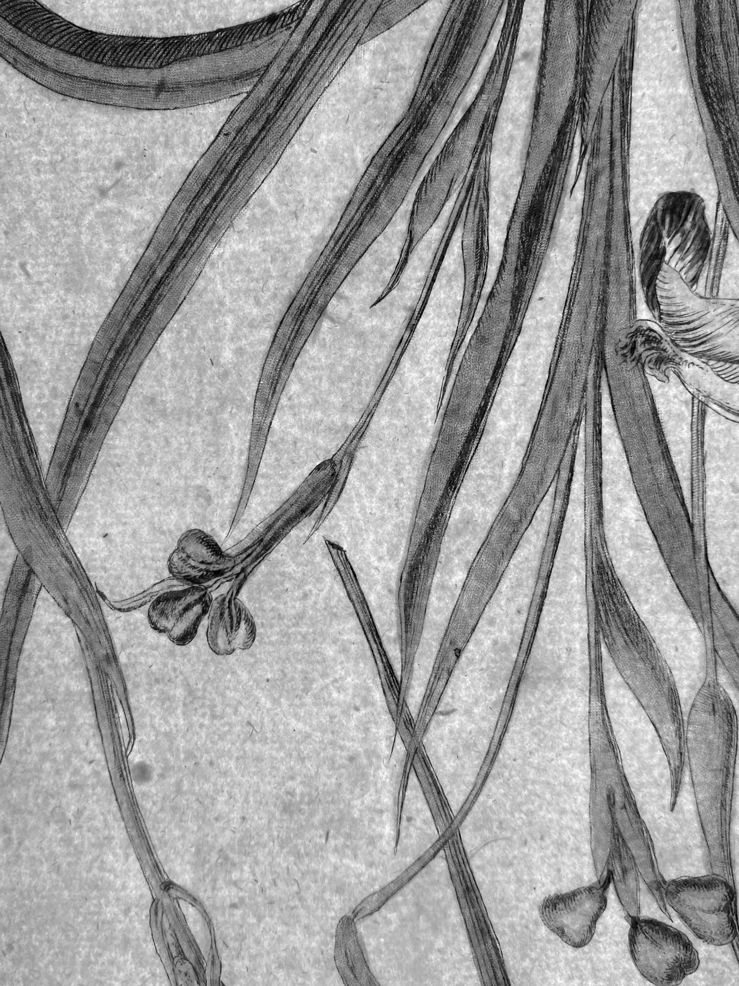 Mezzotinto Blatt von Johann Wilhelm Weinmann aus der "Phytanthoza Iconographia", 1735/45