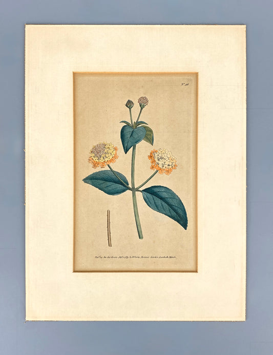 Kolorierter botanischer Kupferstich von Sydenham Edwards aus dem Jahr 1789