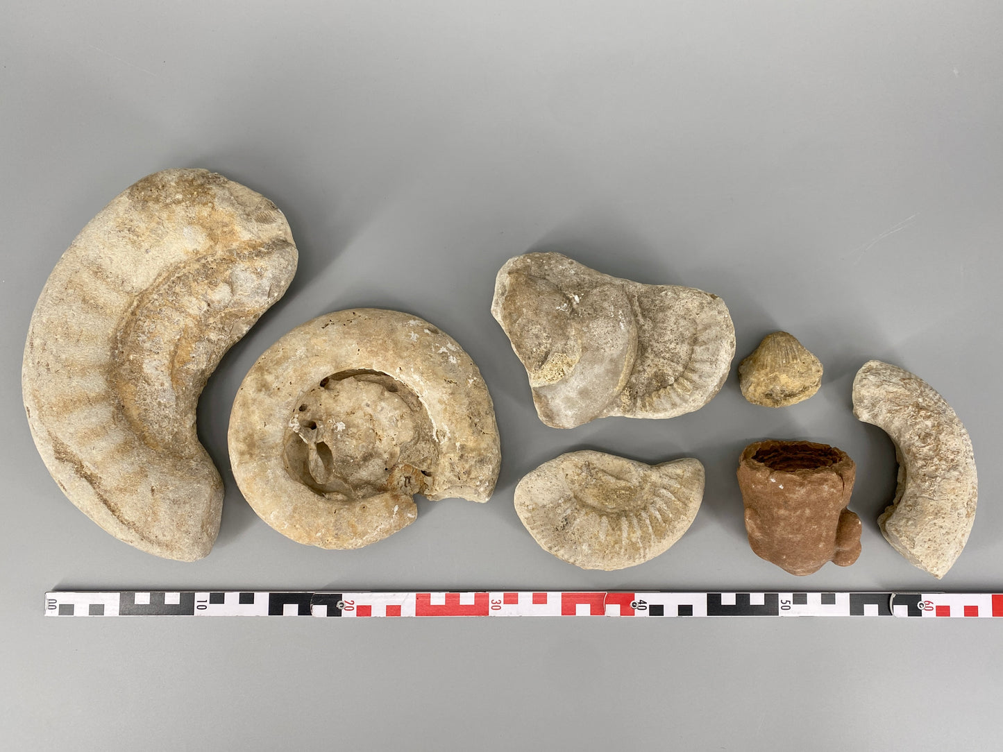 Fossile Steinsammlung aus Ammoniten und Stromalith, Marokko u.a., Kreidezeit
