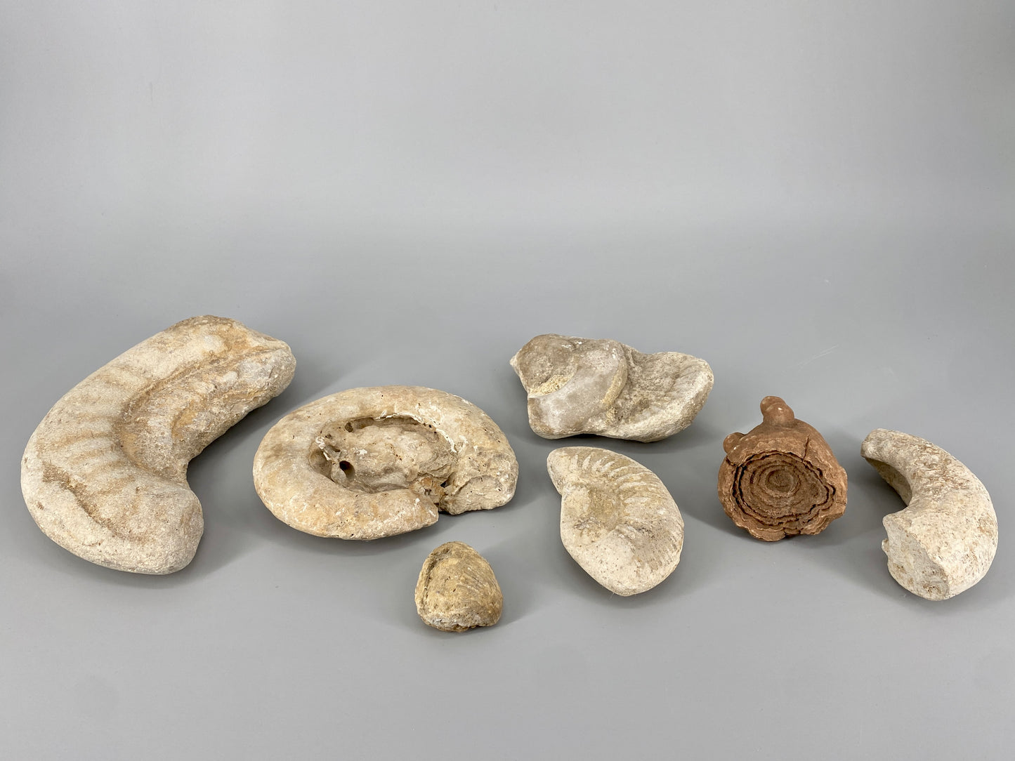 Fossile Steinsammlung aus Ammoniten und Stromalith, Marokko u.a., Kreidezeit