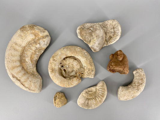Fossile Steinsammlung aus Ammoniten und Stromalith, Marokko u.a., Kreidezeit
