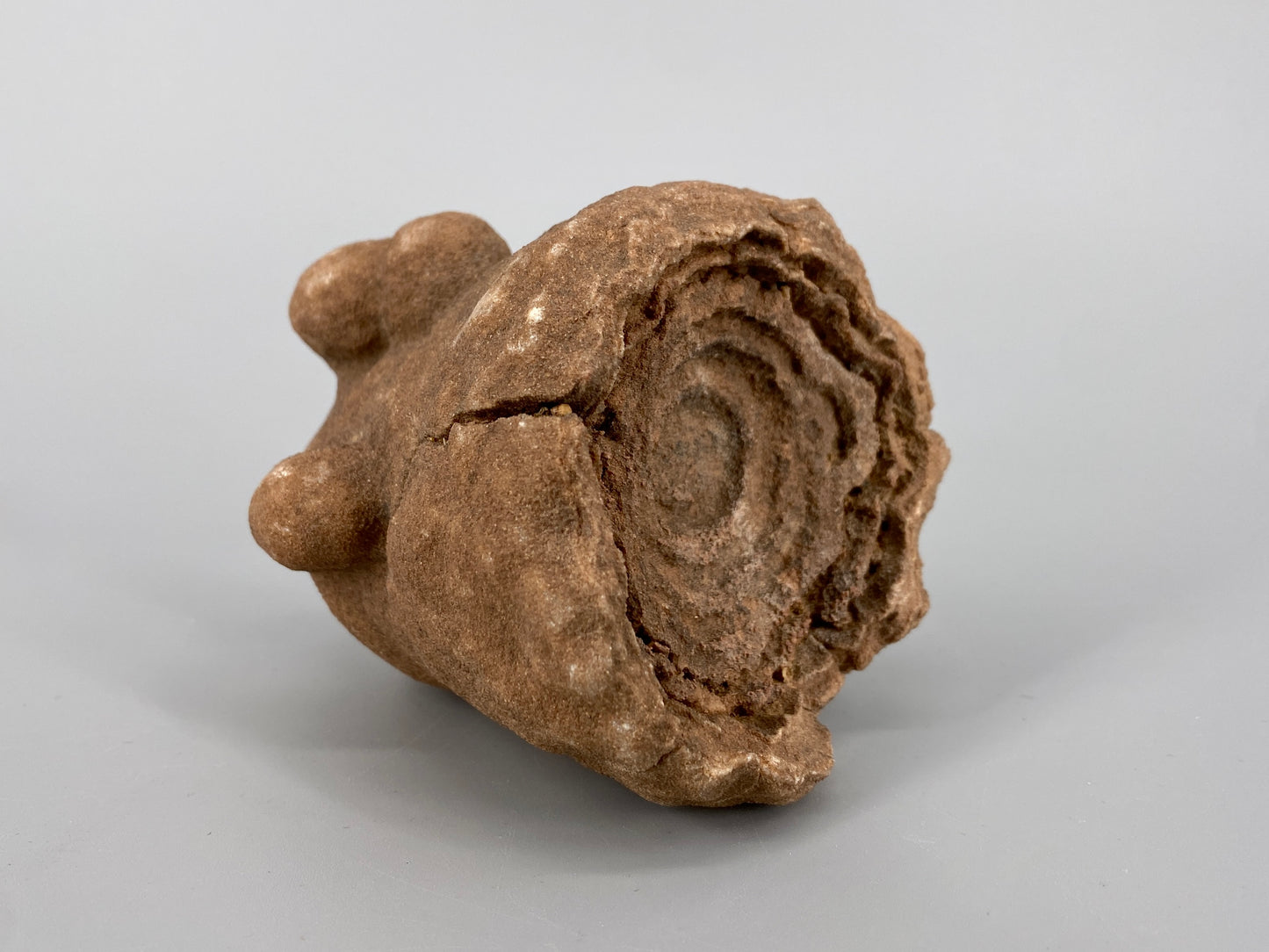 Fossile Steinsammlung aus Ammoniten und Stromalith, Marokko u.a., Kreidezeit