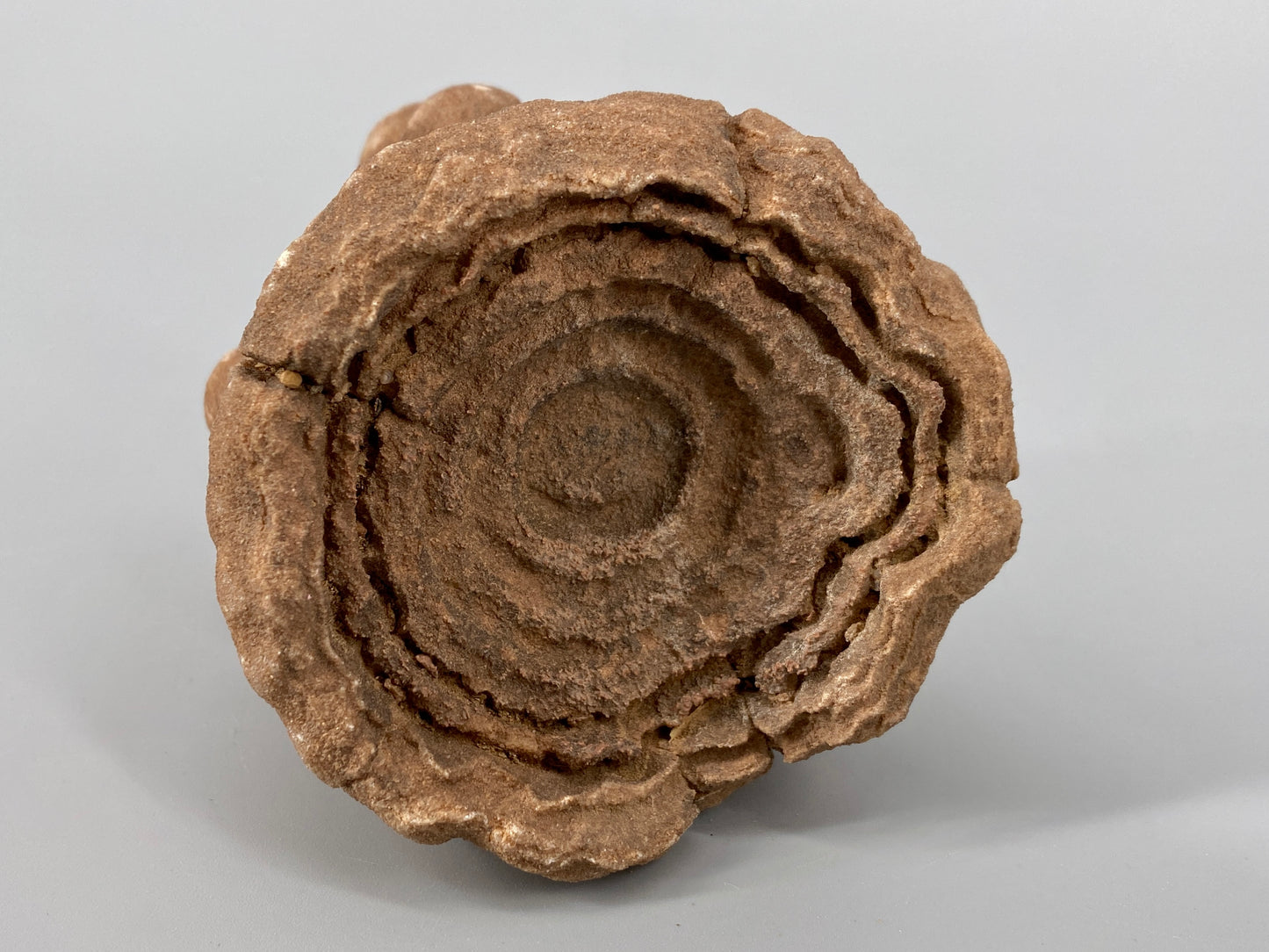 Fossile Steinsammlung aus Ammoniten und Stromalith, Marokko u.a., Kreidezeit