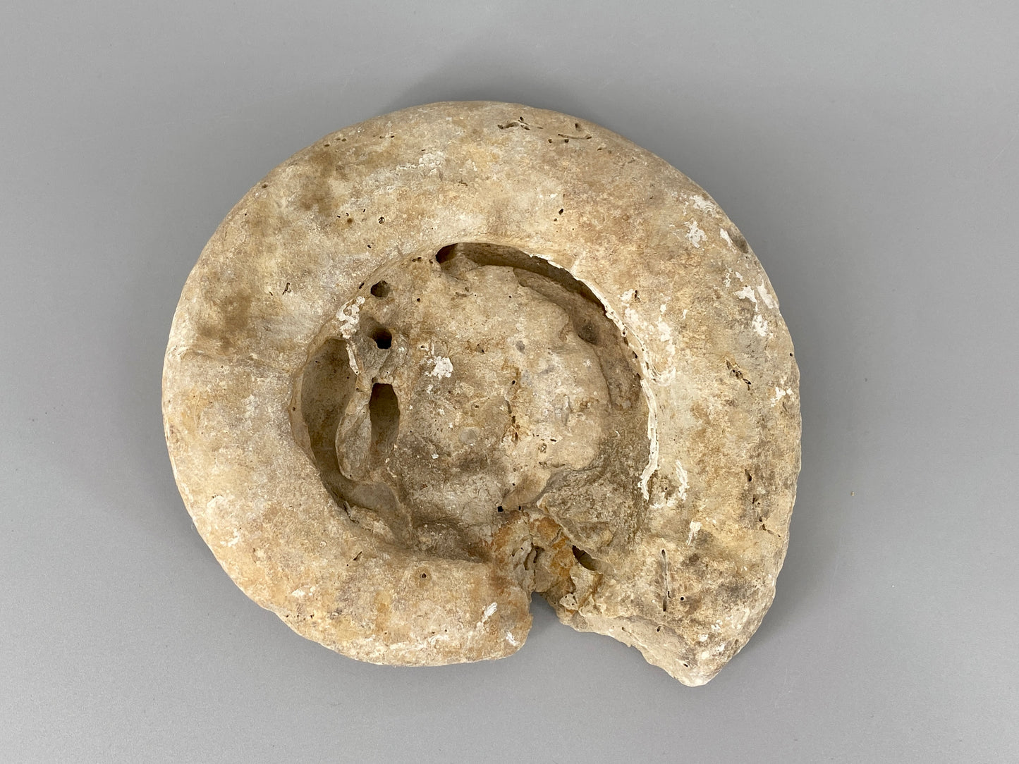 Fossile Steinsammlung aus Ammoniten und Stromalith, Marokko u.a., Kreidezeit