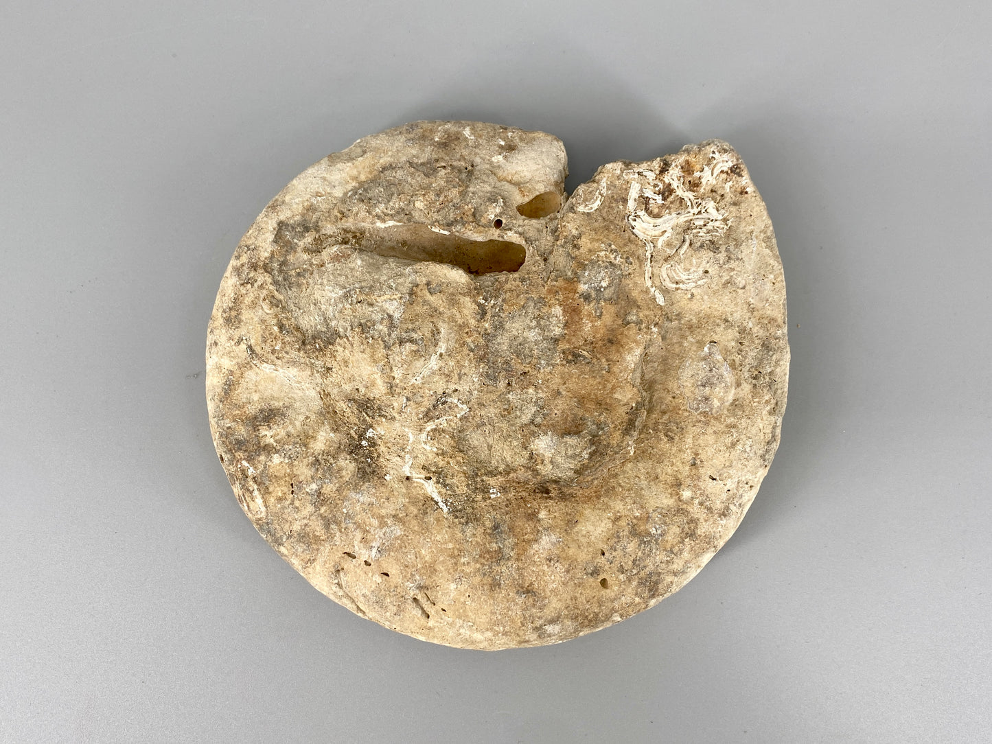 Fossile Steinsammlung aus Ammoniten und Stromalith, Marokko u.a., Kreidezeit