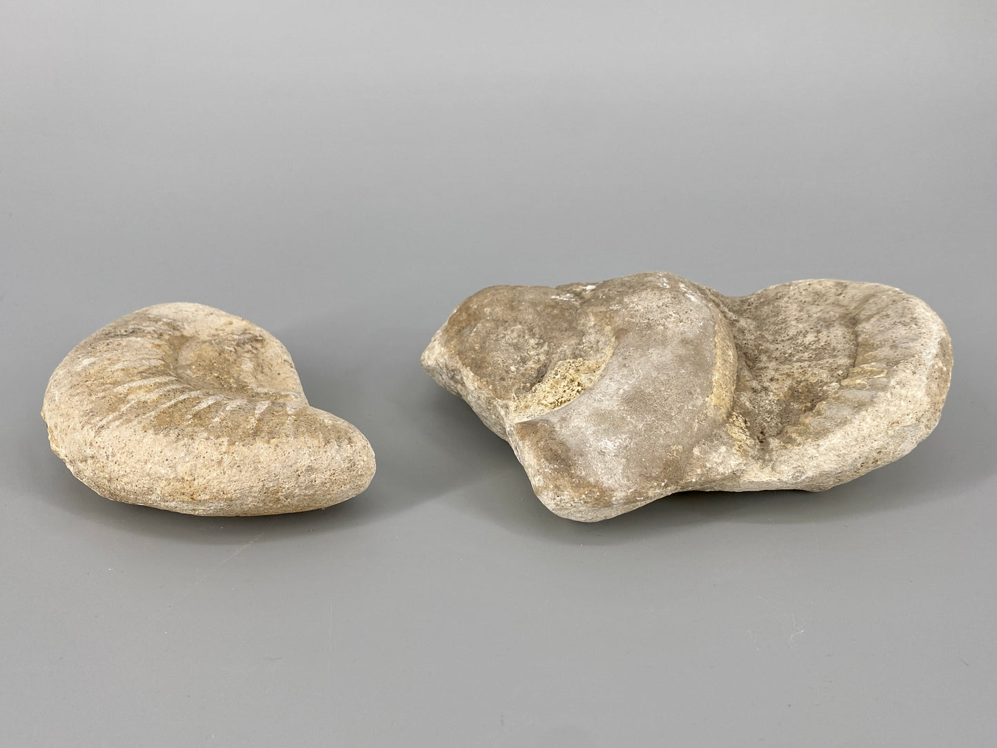 Fossile Steinsammlung aus Ammoniten und Stromalith, Marokko u.a., Kreidezeit