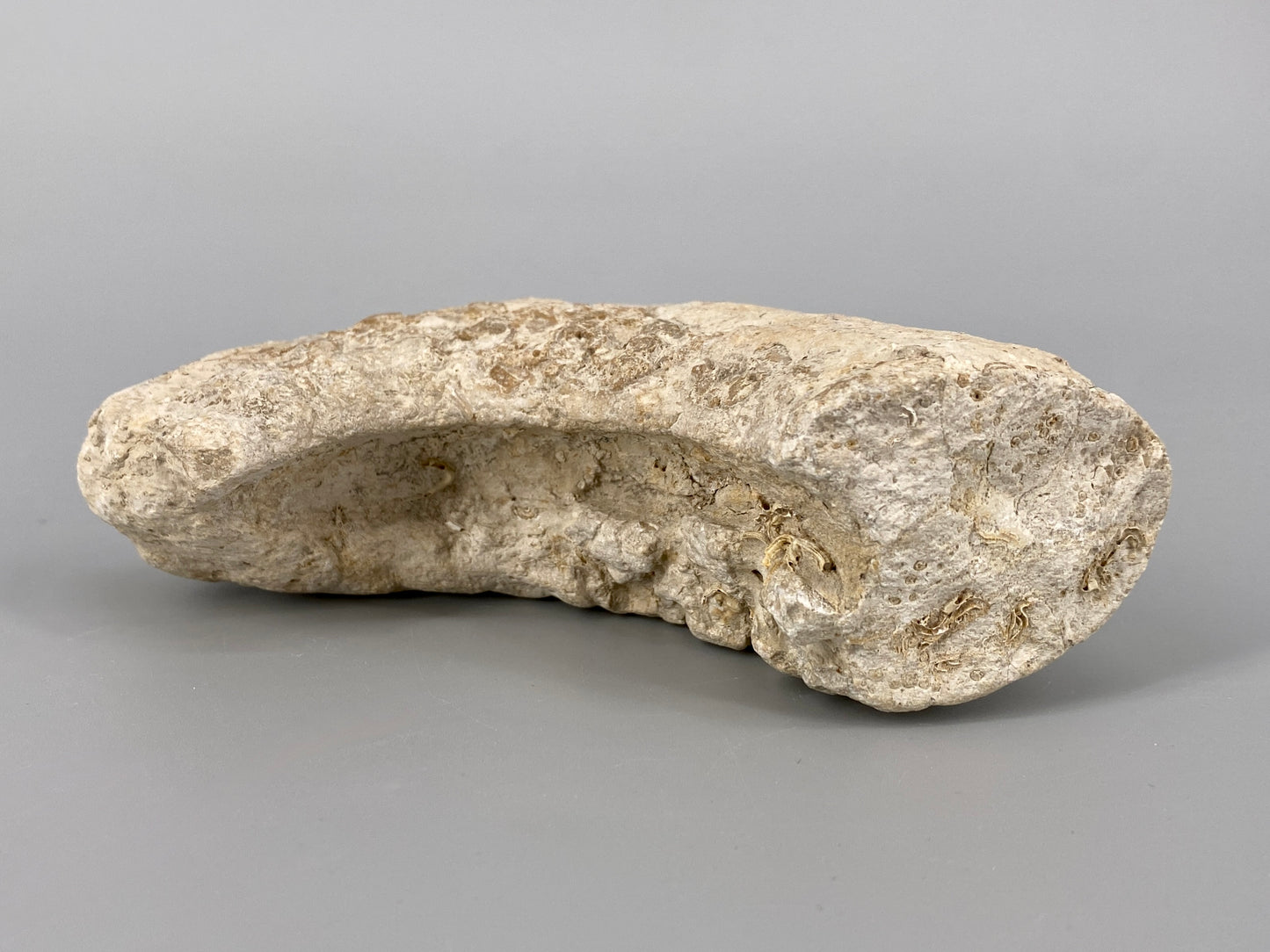 Fossile Steinsammlung aus Ammoniten und Stromalith, Marokko u.a., Kreidezeit