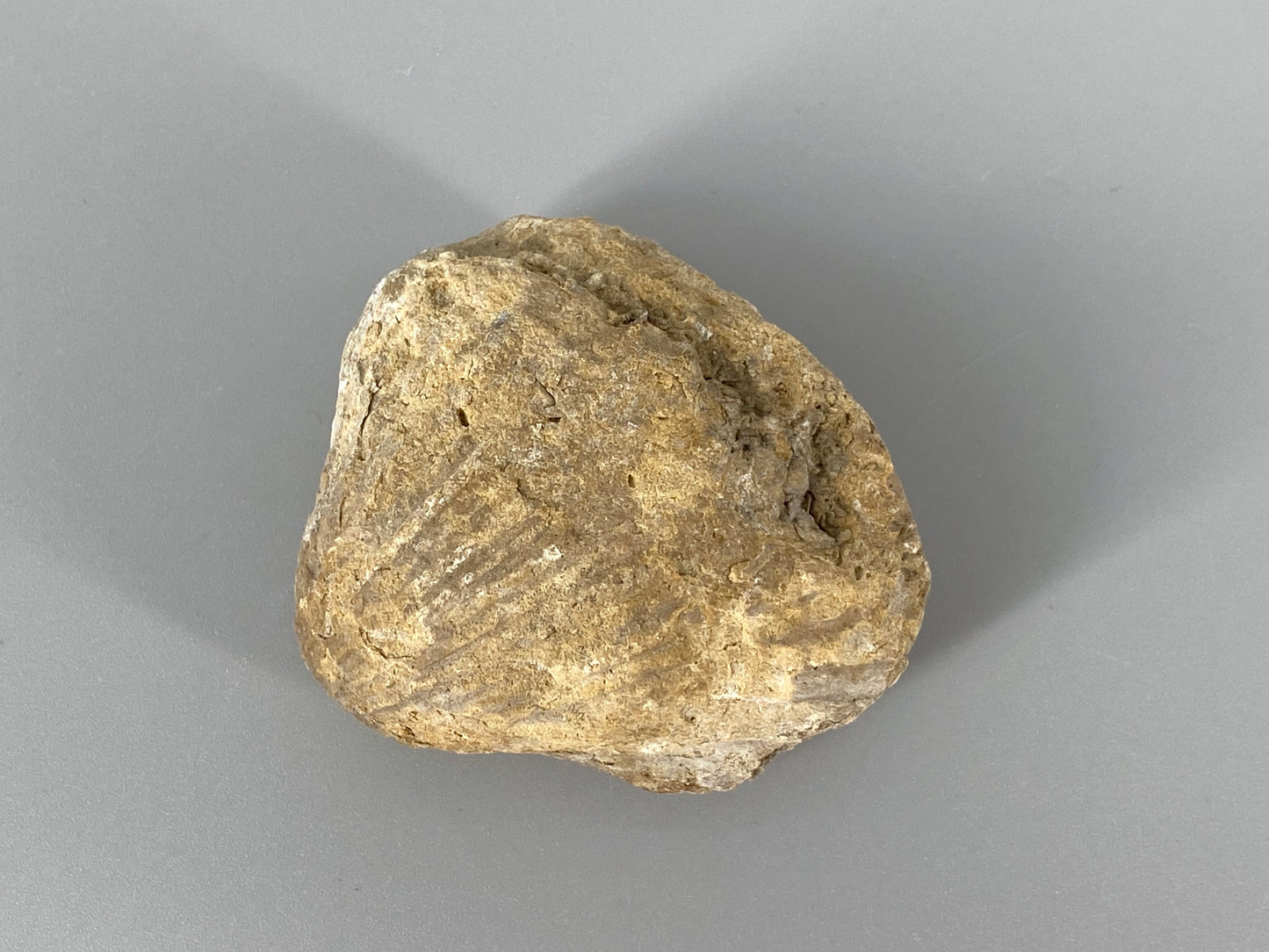 Fossile Steinsammlung aus Ammoniten und Stromalith, Marokko u.a., Kreidezeit