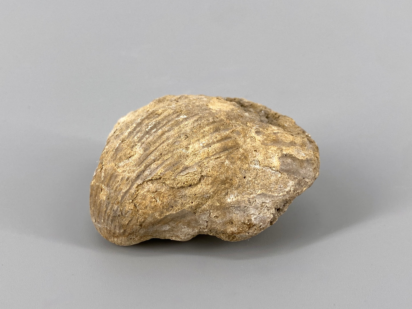 Fossile Steinsammlung aus Ammoniten und Stromalith, Marokko u.a., Kreidezeit