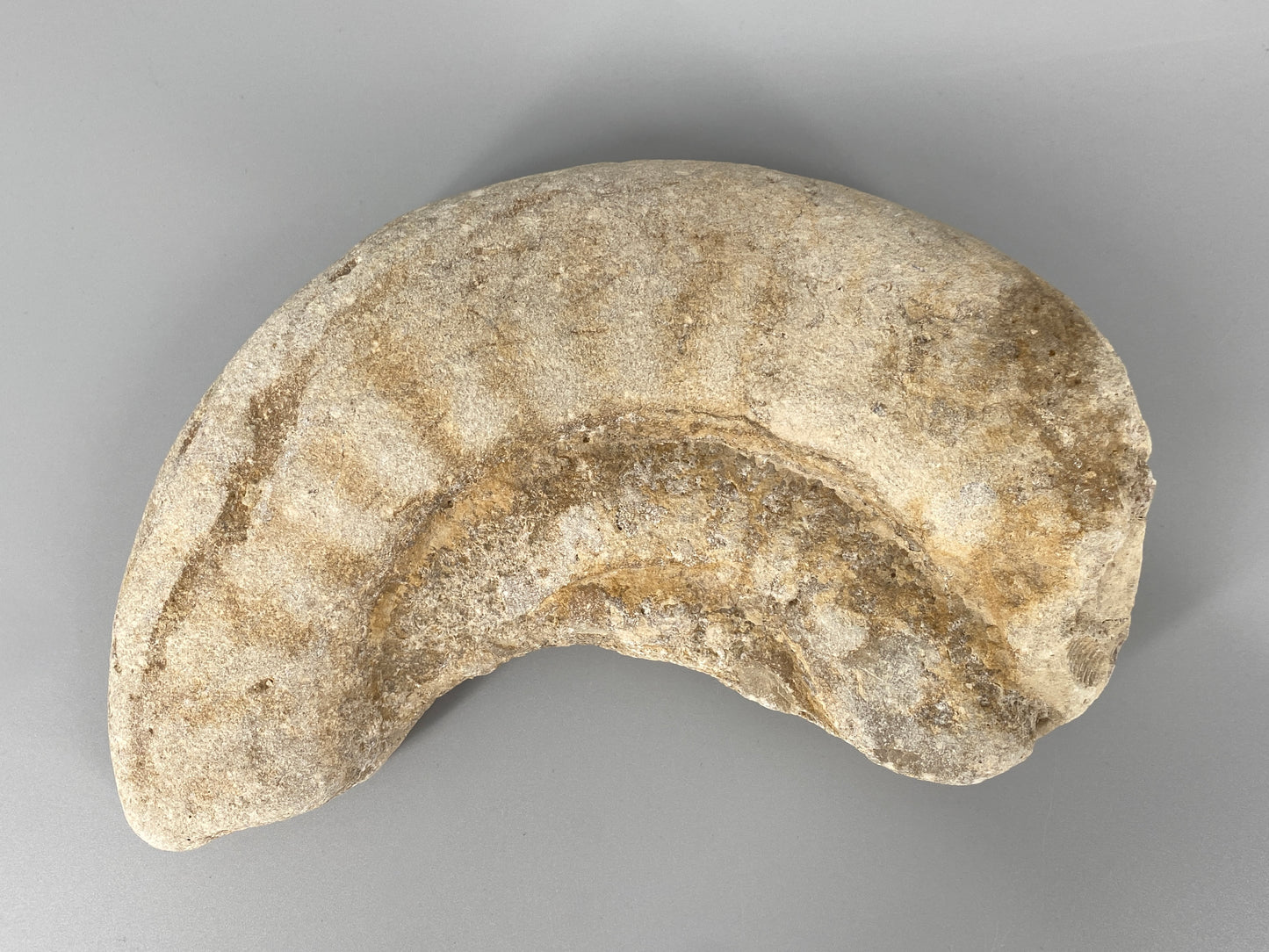 Fossile Steinsammlung aus Ammoniten und Stromalith, Marokko u.a., Kreidezeit