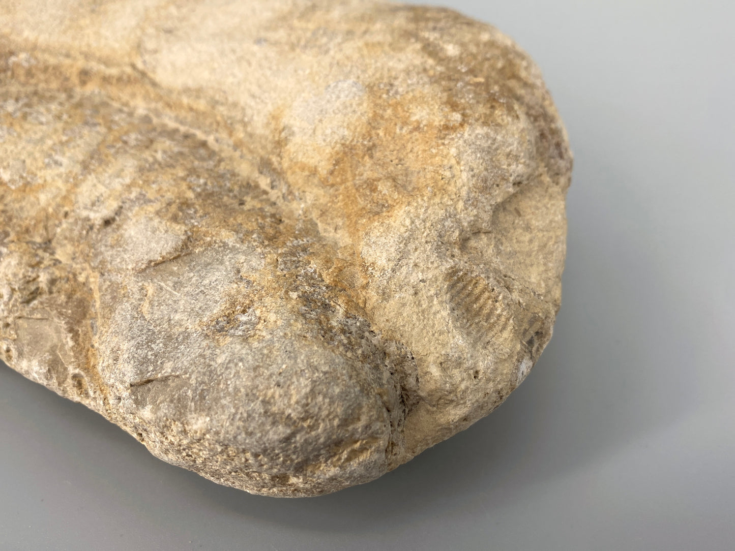 Fossile Steinsammlung aus Ammoniten und Stromalith, Marokko u.a., Kreidezeit
