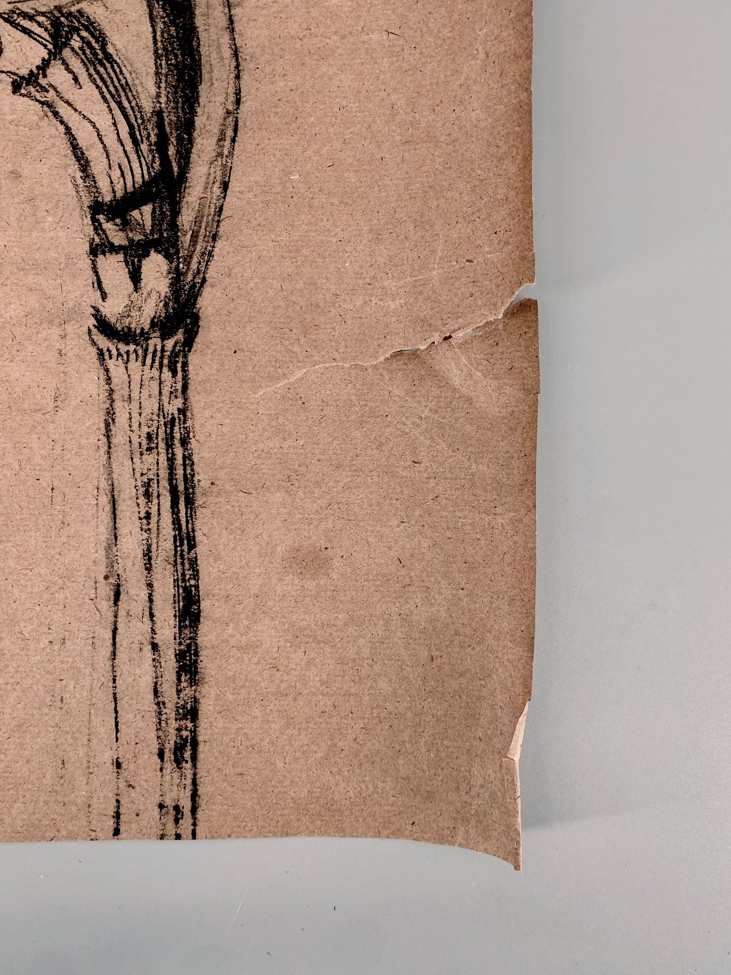 Maisstaude. Zeichnung, Kohle. Auf Packpapier, Groß