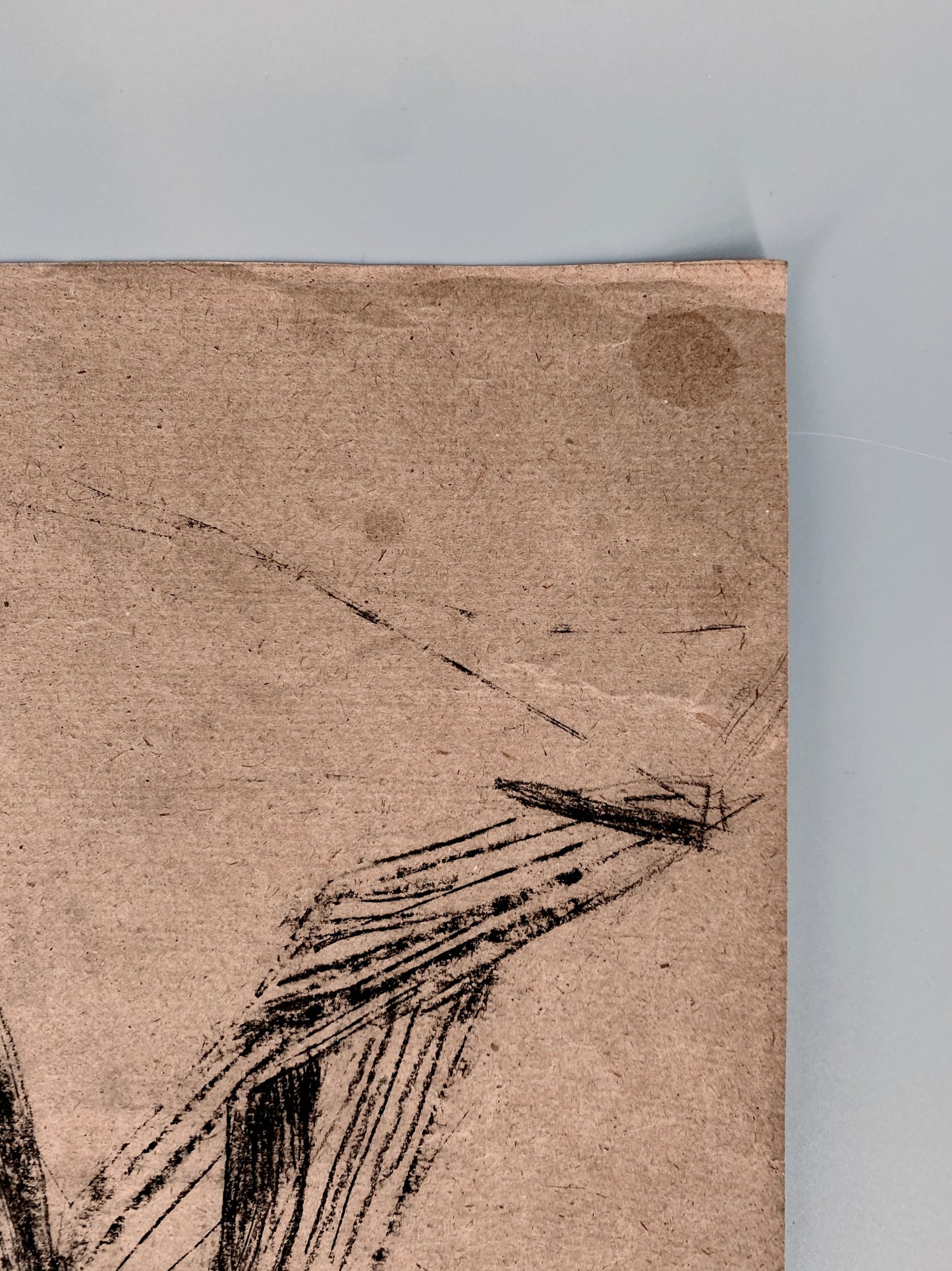Maisstaude. Zeichnung, Kohle. Auf Packpapier, Groß