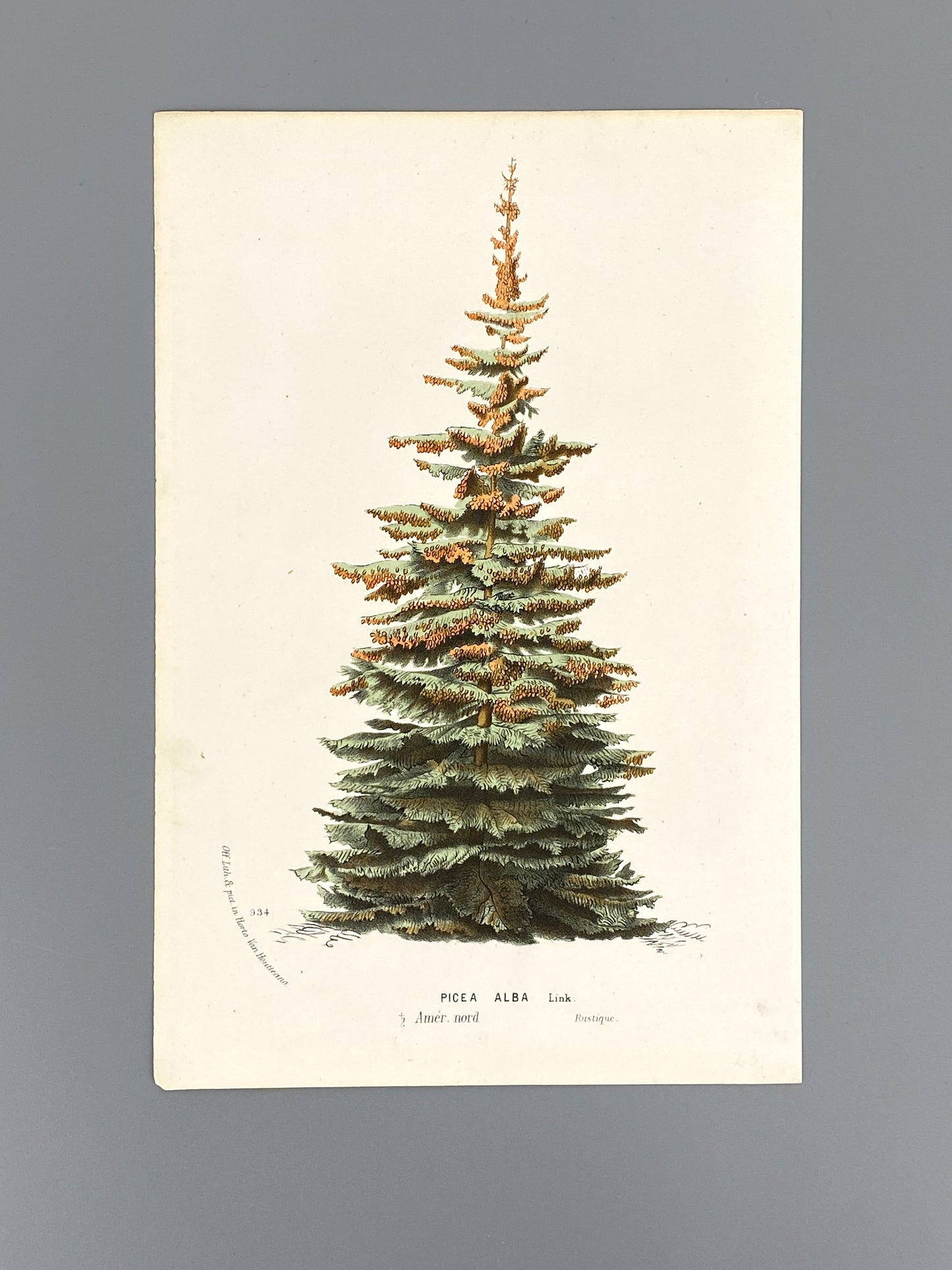 Botanische Darstellung von Picea Alba (Weiß-Fichte), Farboffsetlithografie von Horto van Houtteano
