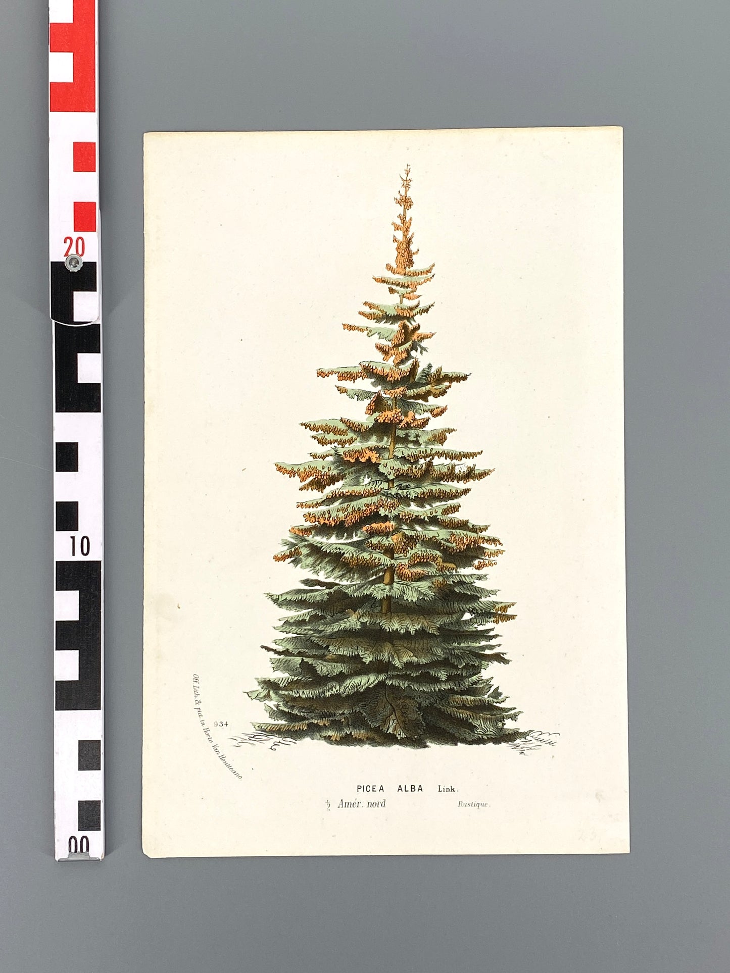 Botanische Darstellung von Picea Alba (Weiß-Fichte), Farboffsetlithografie von Horto van Houtteano