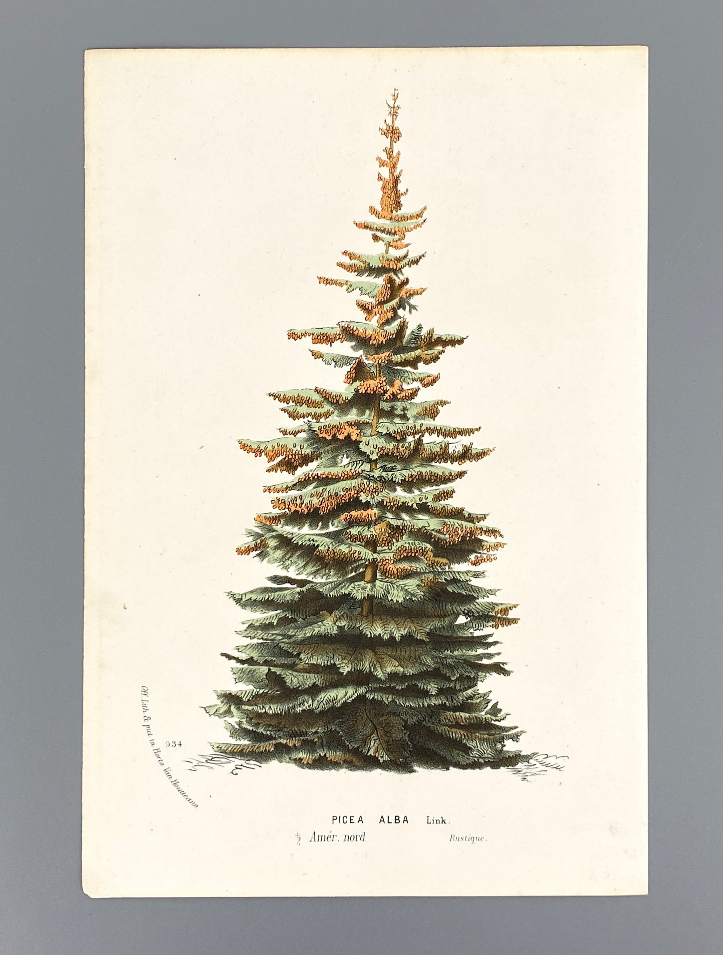 Botanische Darstellung von Picea Alba (Weiß-Fichte), Farboffsetlithografie von Horto van Houtteano