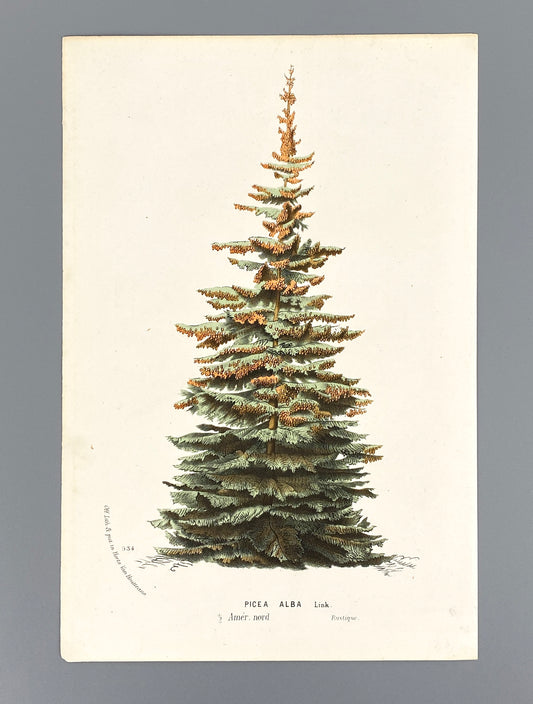 Botanische Darstellung von Picea Alba (Weiß-Fichte), Farboffsetlithografie von Horto van Houtteano