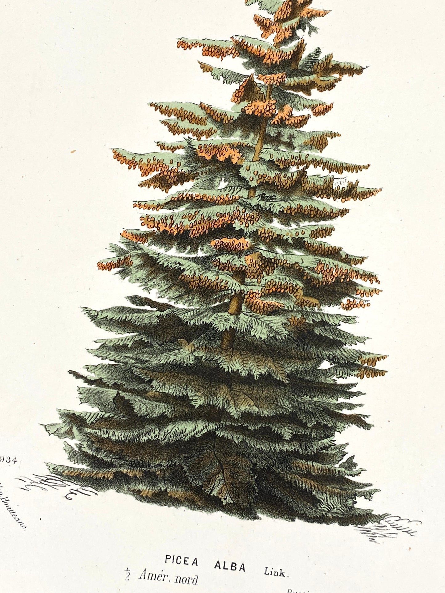 Botanische Darstellung von Picea Alba (Weiß-Fichte), Farboffsetlithografie von Horto van Houtteano