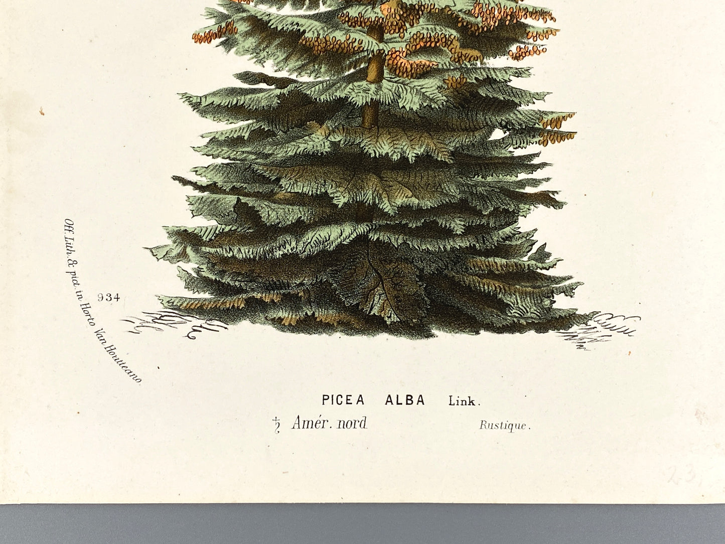 Botanische Darstellung von Picea Alba (Weiß-Fichte), Farboffsetlithografie von Horto van Houtteano